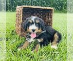Small #2 Bernedoodle (Miniature)