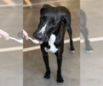 Small #7 Great Dane