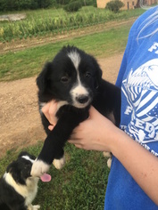 Border Collie Puppy for sale in JACKSON, KY, USA