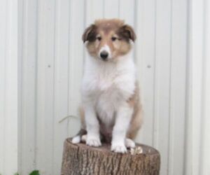 Collie Puppy for sale in FORT PLAIN, NY, USA