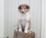 Small Collie