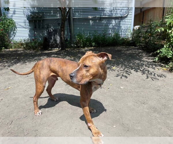 Medium Photo #13 American Pit Bull Terrier-Unknown Mix Puppy For Sale in Crete, IL, USA