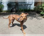 Small #12 American Pit Bull Terrier Mix