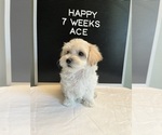Small Photo #1 Maltipoo Puppy For Sale in WESLEY CHAPEL, FL, USA
