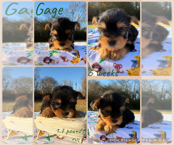 Medium Photo #1 Yorkshire Terrier Puppy For Sale in NACOGDOCHES, TX, USA