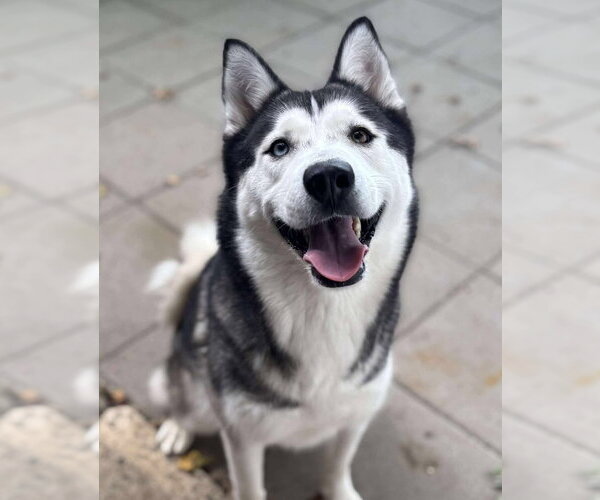 Medium Photo #2 Siberian Husky Puppy For Sale in Matawan, NJ, USA
