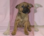 Puppy Fayth Australian Cattle Dog-Chinese Shar-Pei Mix