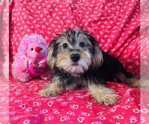 Yorkshire Terrier Puppy for sale in AMSTERDAM, MO, USA