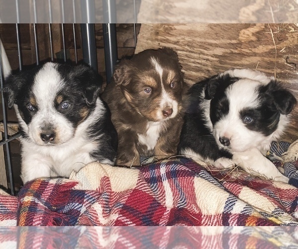 Medium Photo #11 Australian Shepherd Puppy For Sale in PELKIE, MI, USA