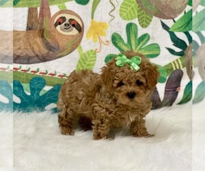 Poodle (Toy) Puppy for Sale in WARSAW, Indiana USA