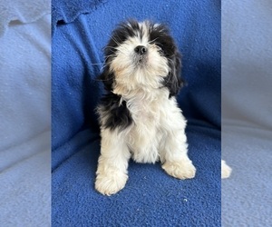 Medium Shih Tzu