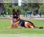 Small Photo #1 German Shepherd Dog Puppy For Sale in ENCINO, CA, USA