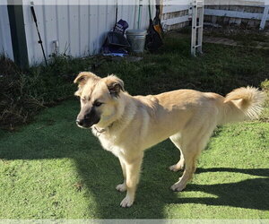 Willow - Female Anatolian Shepherd Dog for Adoption - Photo #2
