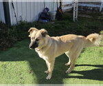 Small Photo #2 Anatolian Shepherd Puppy For Sale in Bountiful, UT, USA