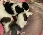 Small Photo #3 Chinese Crested Puppy For Sale in MANHATTAN, NY, USA