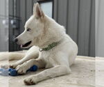 Small #27 Huskies  Mix