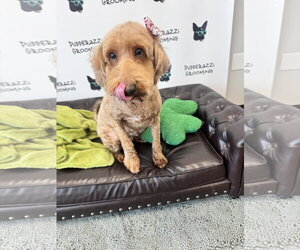 Golden Retriever Dogs for adoption in Parker Ford, PA, USA