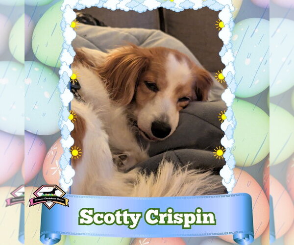 Medium Photo #2 Dachshund Puppy For Sale in San Antonio, TX, USA