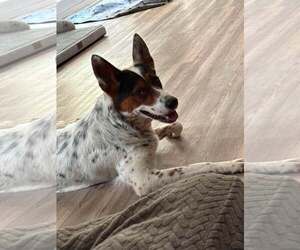 Pippa - Female Collie-Unknown Mix Dog for Adoption - Photo #3