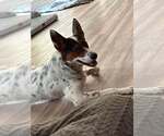 Small Photo #3 Collie-Unknown Mix Puppy For Sale in Mount Pleasant, SC, USA