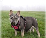 Small Photo #1 French Bulldog Puppy For Sale in FRESNO, OH, USA
