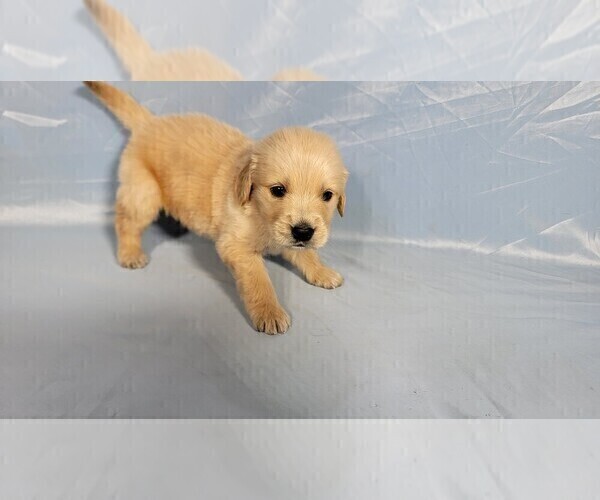 Medium Photo #37 Golden Retriever Puppy For Sale in FALCON, CO, USA