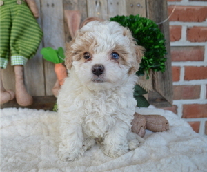 Poodle (Miniature)-Shorkie Tzu Mix Puppy for sale in HONEY BROOK, PA, USA
