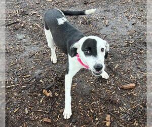Border Collie-Unknown Mix Dogs for adoption in Denver, CO, USA