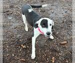 Small Border Collie Mix
