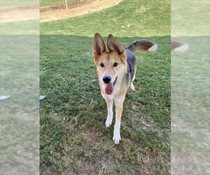 Collie-German Shepherd Dog Mix Dogs for adoption in Plano, TX, USA