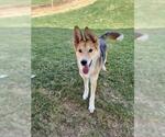Small Collie-German Shepherd Dog Mix
