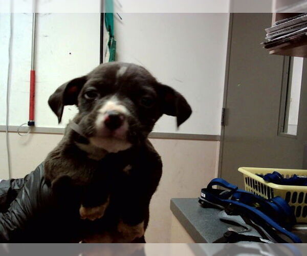 Medium Photo #1 Mutt Puppy For Sale in Martinez, CA, USA