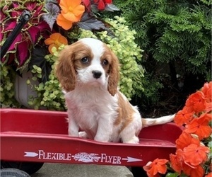 Cavalier King Charles Spaniel Puppy for sale in THORP, WI, USA