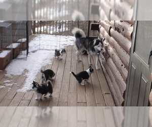 Father of the Siberian Husky puppies born on 12/12/2019
