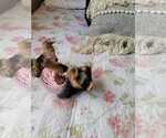 Small Photo #5 Yorkshire Terrier Puppy For Sale in HIALEAH, FL, USA