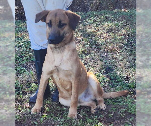 Medium Photo #7 Mutt Puppy For Sale in Wetumpka, AL, USA