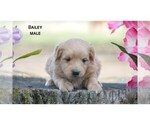 Small Photo #11 American Eskimo Dog-Poodle (Toy) Mix Puppy For Sale in CLARE, MI, USA