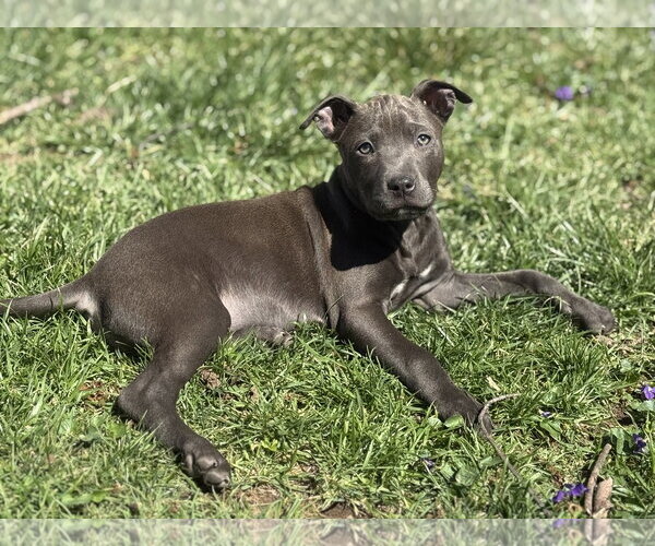 Medium Photo #1 Mutt Puppy For Sale in Fenton, MO, USA