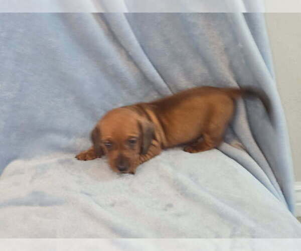 Medium Photo #4 Dachshund Puppy For Sale in PHOENIX, AZ, USA