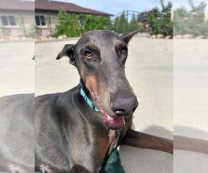 Doberman Pinscher Dogs for adoption in Buffalo, MN, USA