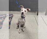 PURE - Female American Staffordshire Terrier-Labrador Retriever Mix Dog for Adoption - Small photo