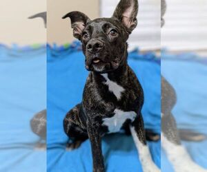 Mutt Dogs for adoption in Fresno, CA, USA