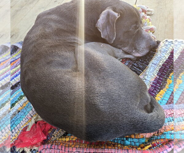 Medium Photo #5 American Pit Bull Terrier-Labrador Retriever Mix Puppy For Sale in Jackson, MS, USA