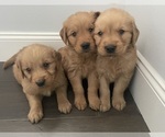 Small Photo #1 Golden Retriever Puppy For Sale in FAIR HAVEN, MI, USA