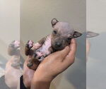 Small #8 Miniature American Hairless Terrier