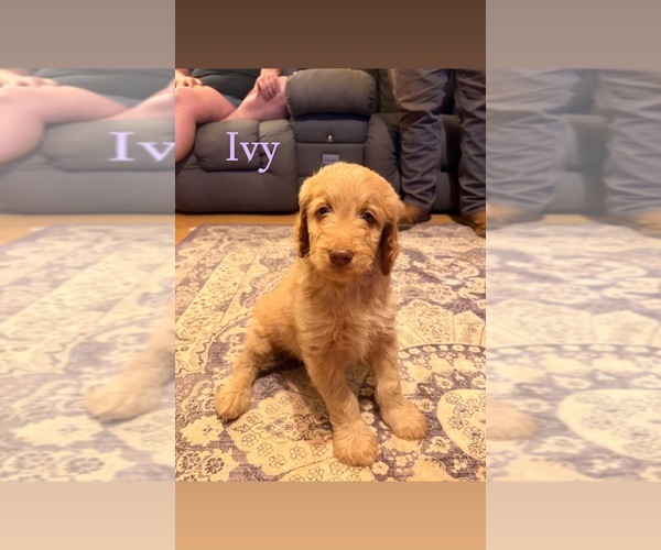 Medium Photo #2 Goldendoodle Puppy For Sale in DENVER, NC, USA