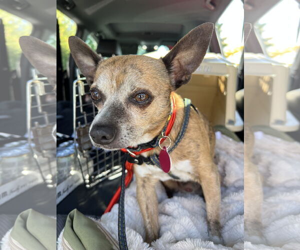 Medium Photo #2 Chihuahua Puppy For Sale in Bellevue, WA, USA