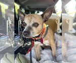 Small #1 Chihuahua