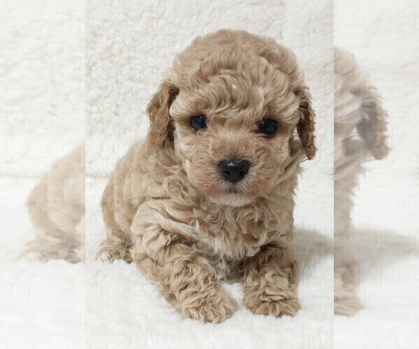 Medium Photo #1 Poodle (Toy) Puppy For Sale in MAGNOLIA, NC, USA