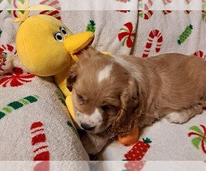 Cocker Spaniel-Poodle (Miniature) Mix Puppy for sale in GLADEWATER, TX, USA